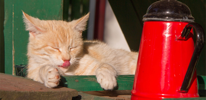 cat with a heat stroke