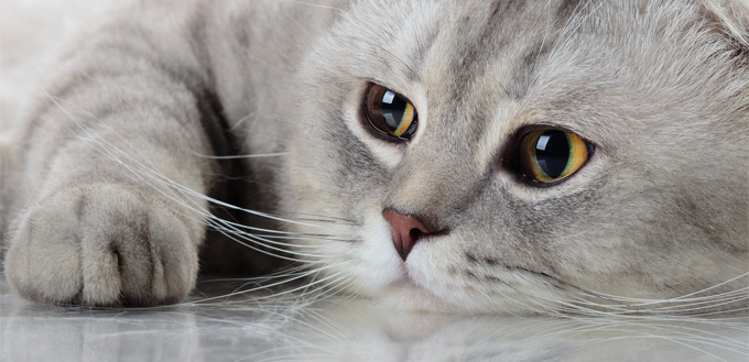 cat with skin condition