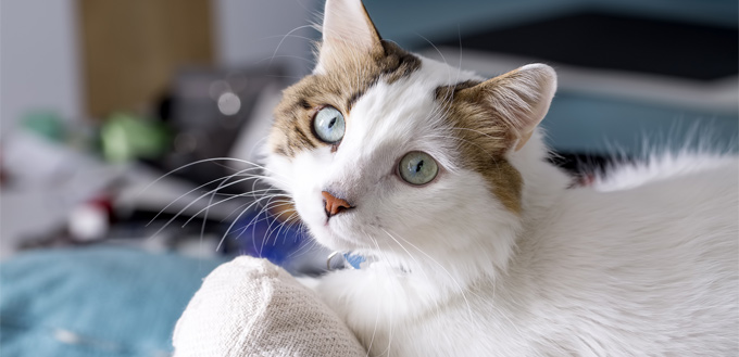 cat worried that'll be abandoned