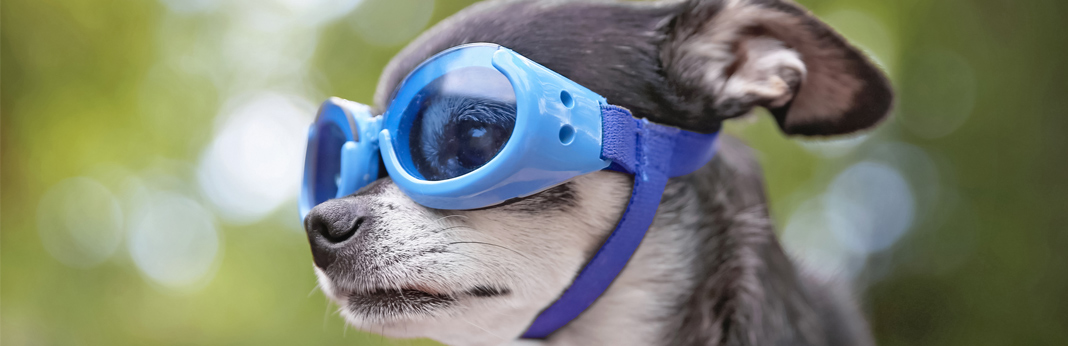 can dogs wear goggles