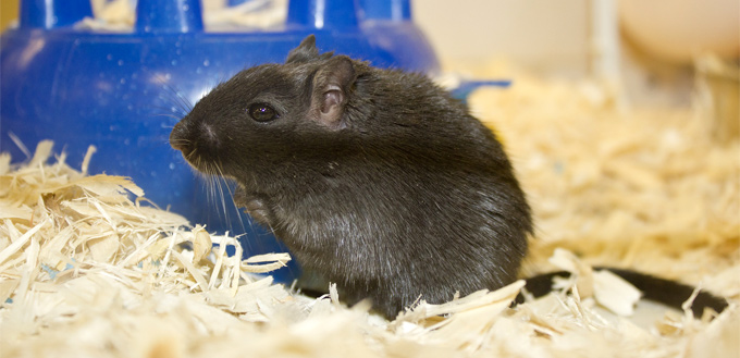 cleaning gerbil's cage