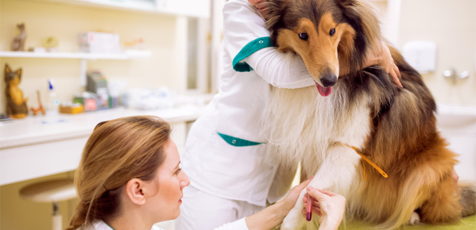 collie donating blood