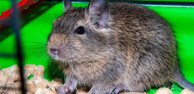 degus office pet