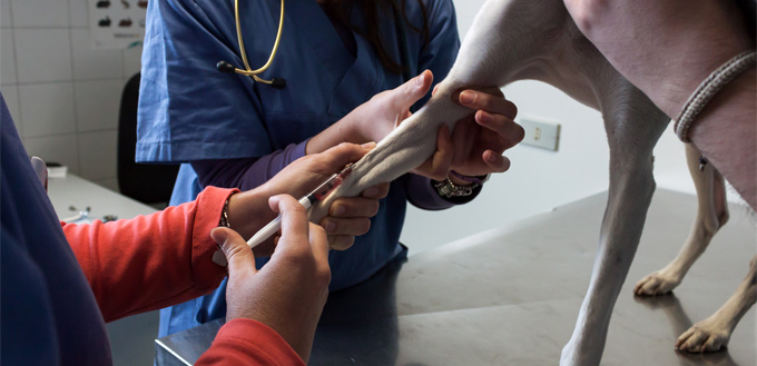 doctors taking dog's blood