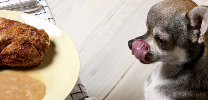 dog begging for a piece of chicken