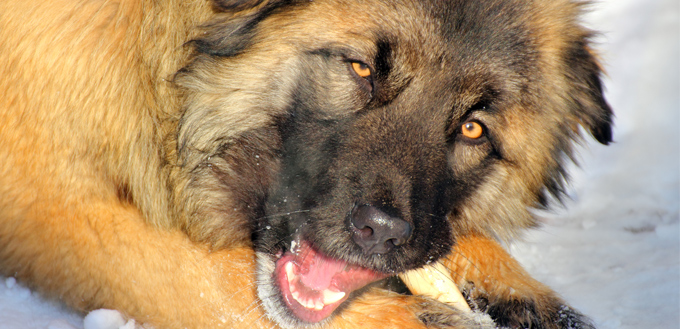 dog chewing bone