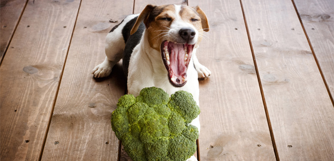 dog eating broccoli