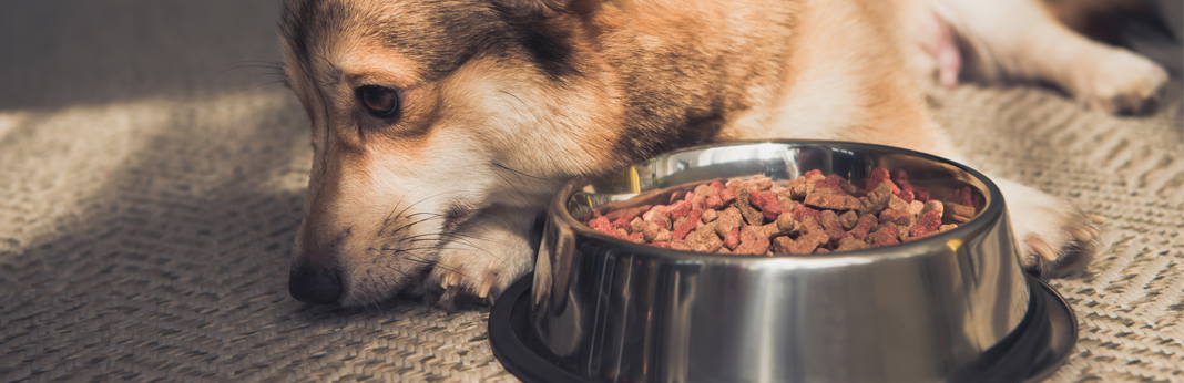 dog food bowl