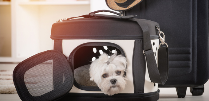 dog in a pet carrier