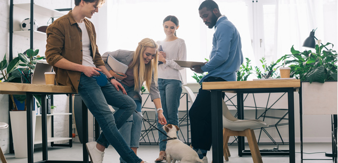 dog office pet