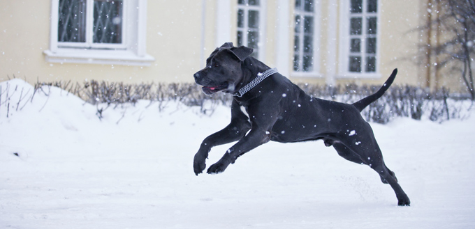 dog playing in snow