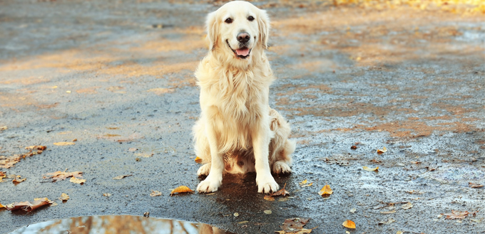 dog puddle