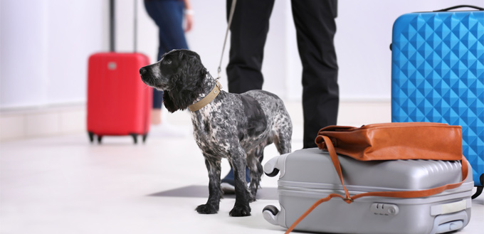 dog ready to fly in an airplane