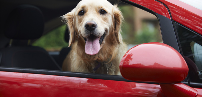 dog traveling in a car