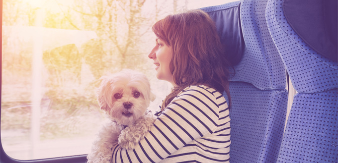 dog traveling in the train