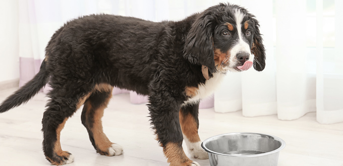 dog waiting for food