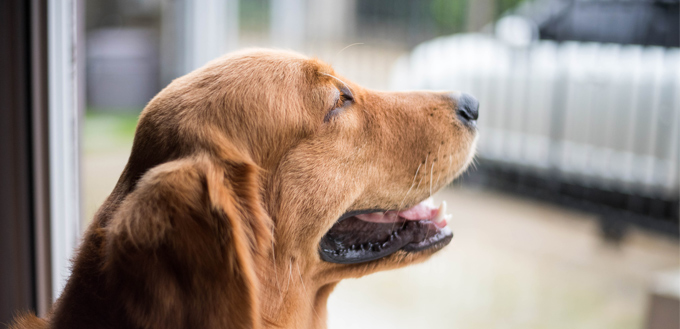 dog waiting