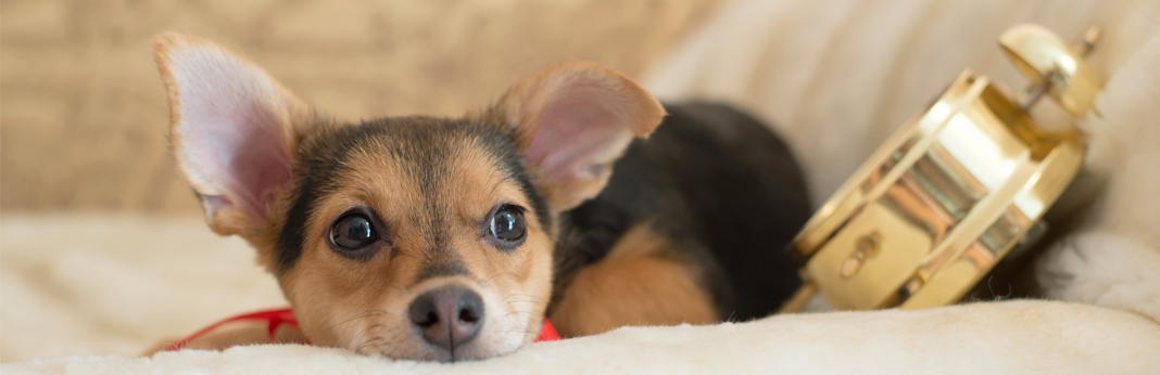 dog with alarm clock