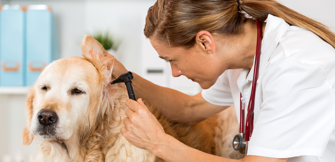 dog with ear infection