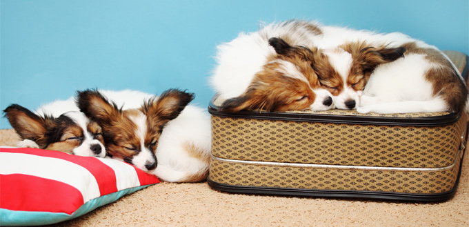 dogs sleeping on the luggage