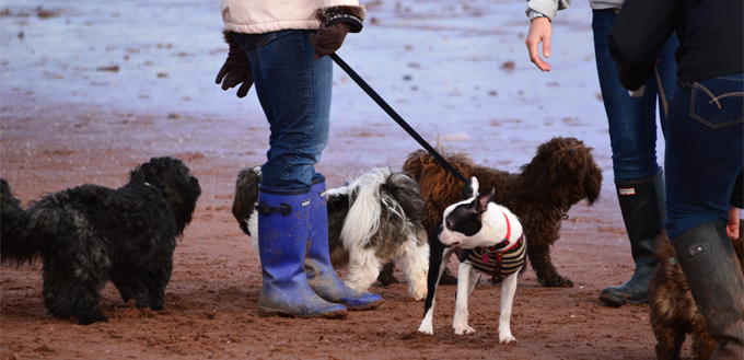 dogwalkers on the beach