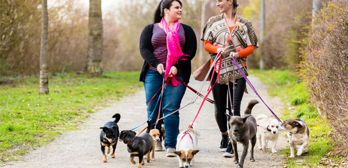 dogwalkers with experience