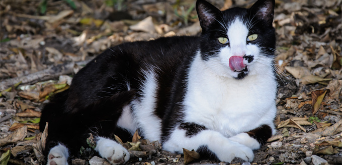 excessively drooling in cats