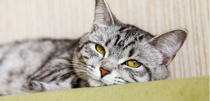 feline sneezing blood