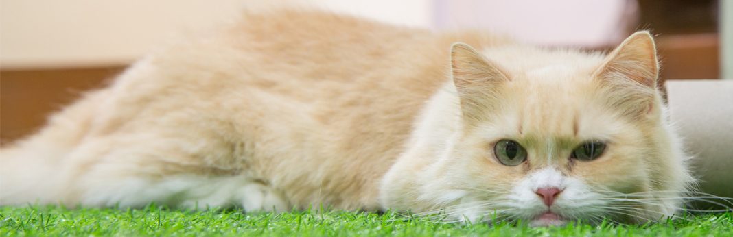 fluffy munchkin cat