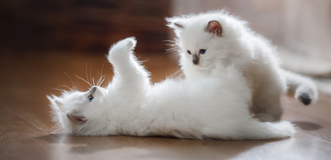 fluffy cats