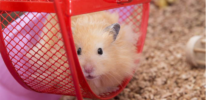 gerbil on the wheel