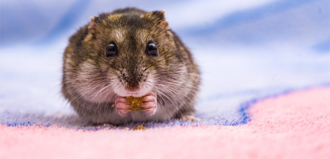 gerbil treats