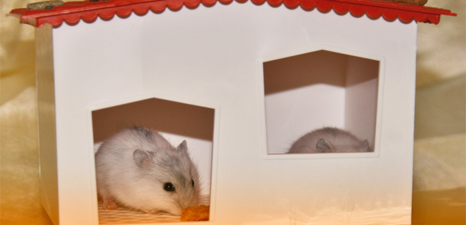 gerbil's housing