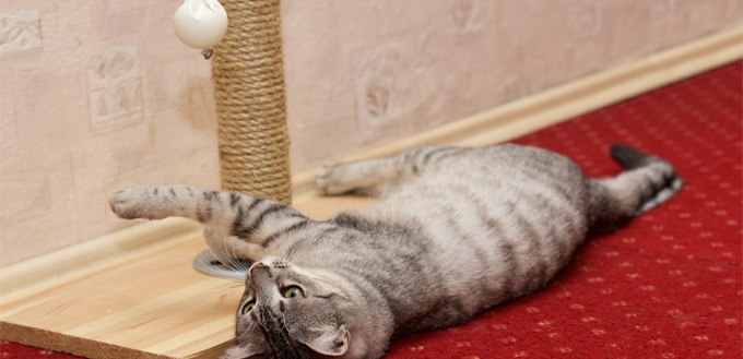 get creative with exercising a cat