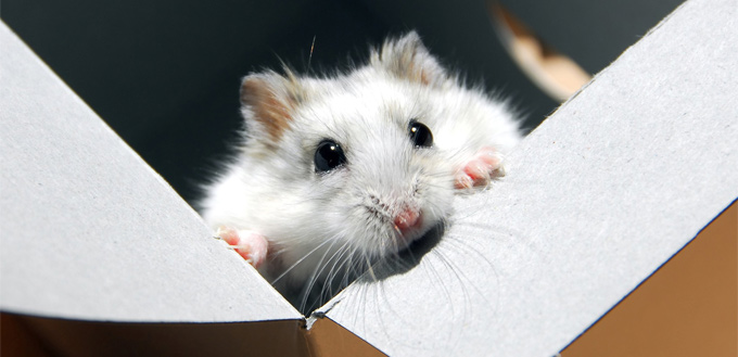 hamster box