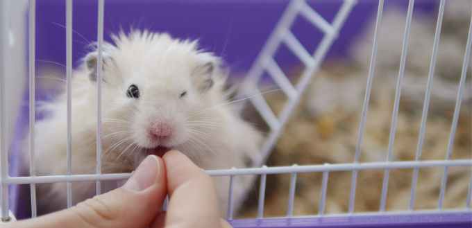 hamster office pet