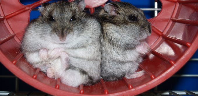 hamster wheel toy