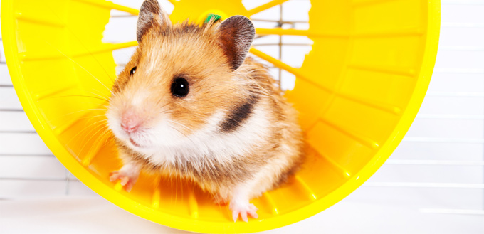 hamster wheel