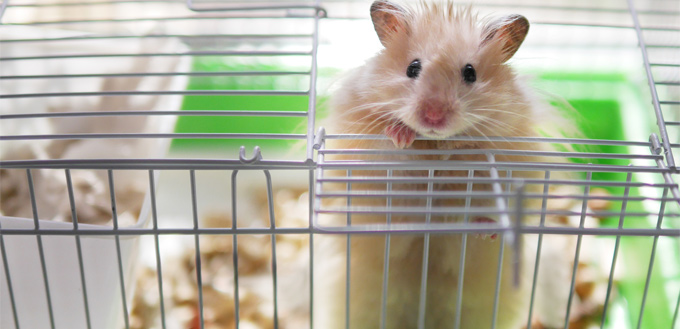 hamster wire cage