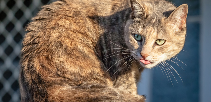 heat stroke in cat