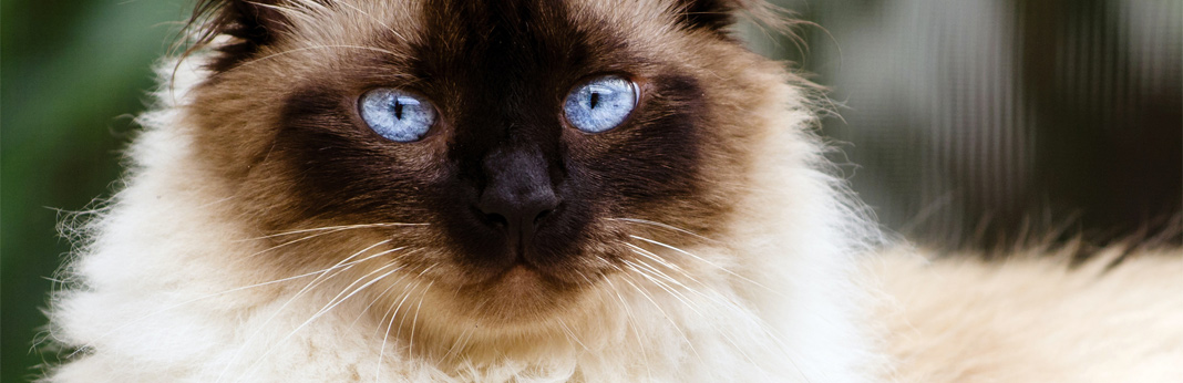 himalayan-cat-breed-facts