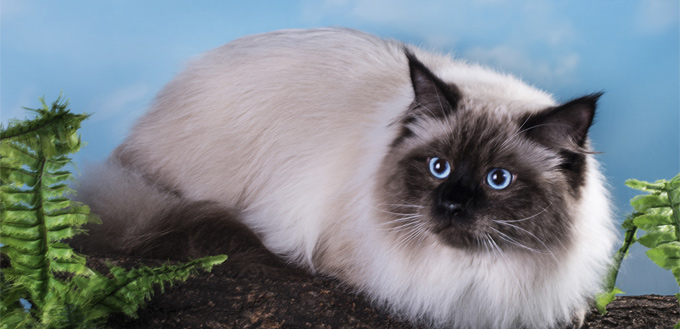 himalayan cat lying