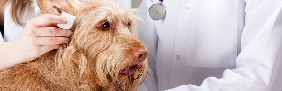 does coconut oil kill ear mites in dogs