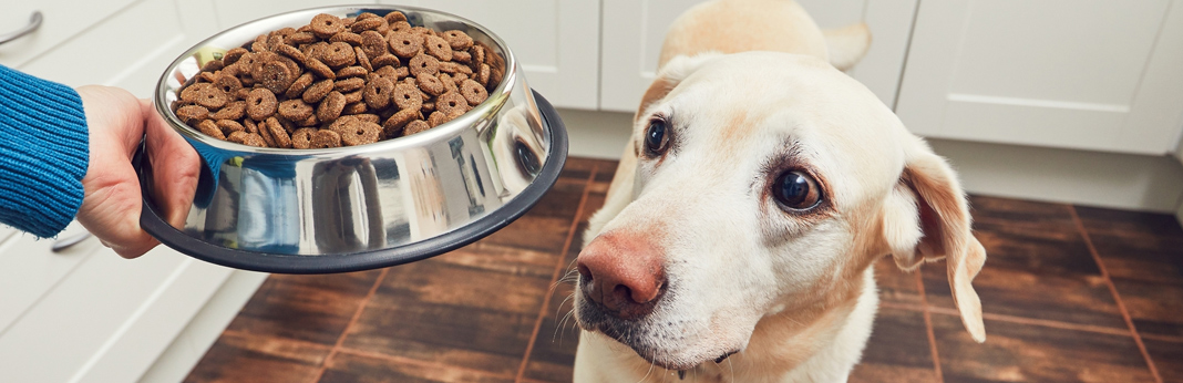 how do i train my dog to wait for a treat