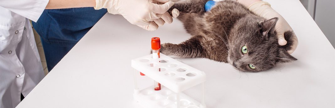 37 Top Pictures Dental Disease In Cats Sneezing / My Cat Sneezes Why Is My Cat Sneezing A Lot Catsfud Cat Sneezing Cats Why Do Cats Sneeze