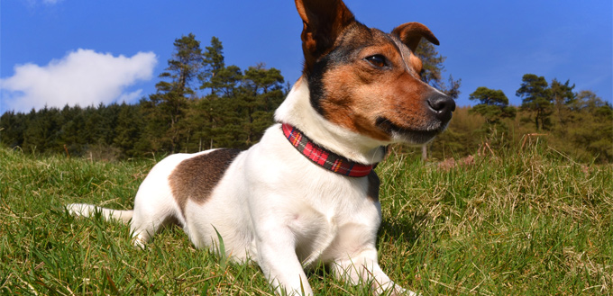 jack russell lying in the grass
