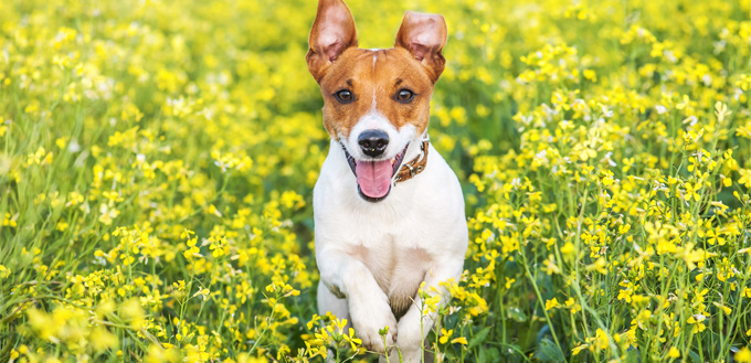 jack russell running through the field