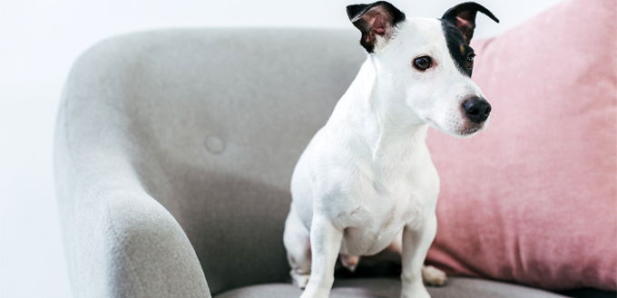 jack russell sitting