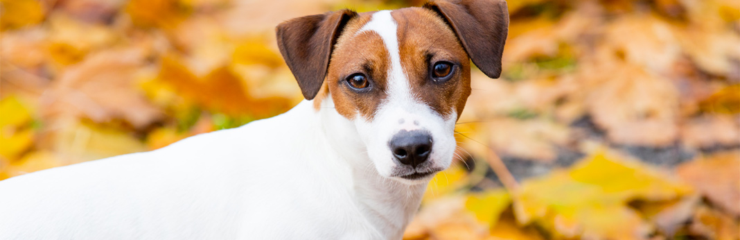 jack-russell-terrier-breed-facts-&-temperament