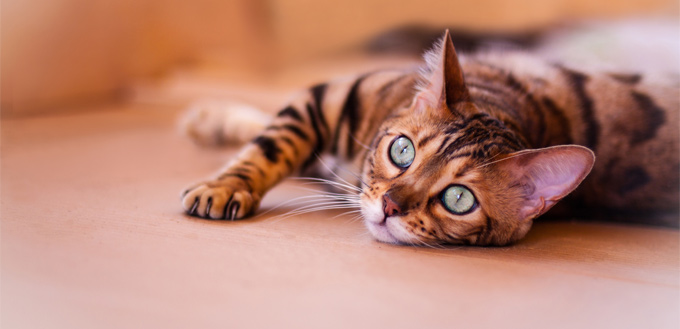 little begal kitty on the floor